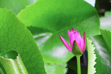 Lotus lilly pink on water beautiful, selective focus and soft background © pramot48