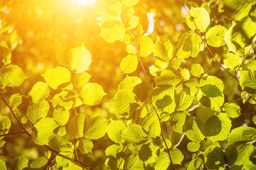 Sunny green summer leaves in the woods, eco natural seasonal background with copy space and sun shining