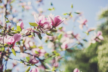 magnolia tree blossom