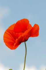 Obraz premium Single flower of wild red poppy on blue sky background with focus on flower