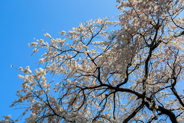 Obraz premium 宝珠寺のヒメ枝垂れ桜