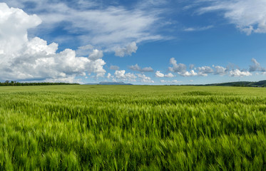 field of green wheat