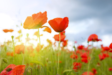 Naklejka premium Poppies field in rays sun.