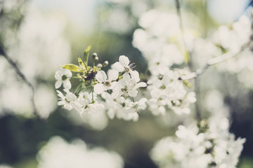 Flowers of blossom tree