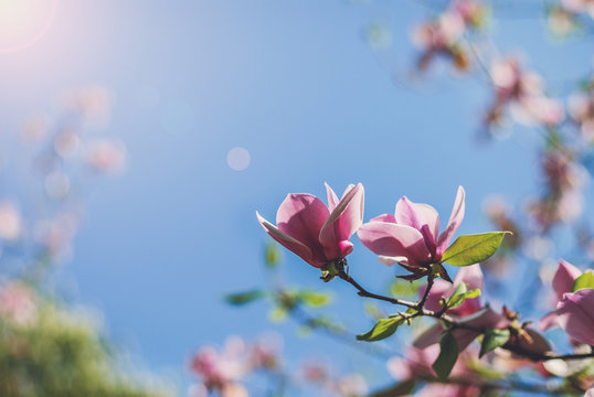 Fototapeta magnolia tree blossom