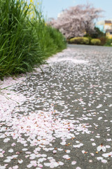 petal of sakura fall on the walkway