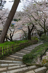rock stairs and bamboo palisade  down slope covered by sakura trees
