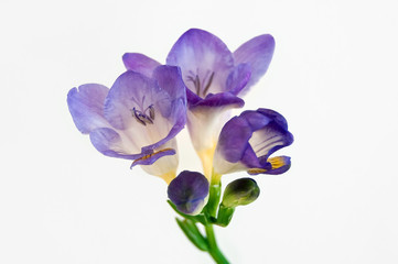 Close up blossom of purple and yellow freesia flower with buds on white background