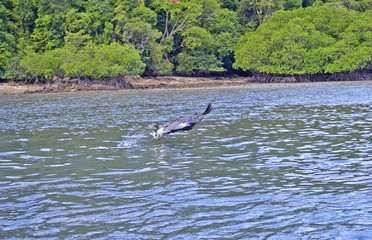Fototapeta premium eagle feeding - the popula touristic attraction, Langkawi island