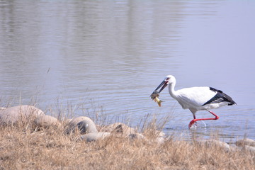 The Oriental White Stork