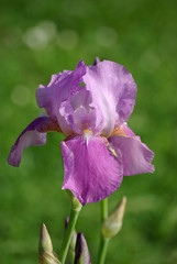 Iris violet pâle au jardin au printemps