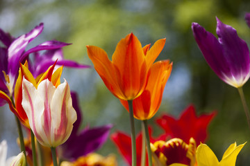 Tulips in spring,colourful tulip