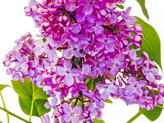 Lilac in blossom