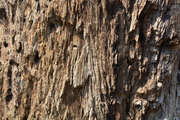 tree wood texture background