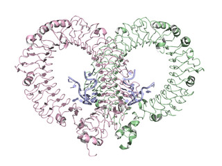 Toll-like receptor 13 (TLR13) in complex with bacterial single-stranded RNA, cartoon model