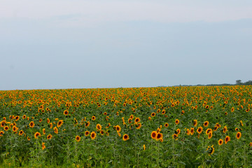 Fototapeta premium Summer sunflower field.