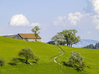 Obraz premium Farm on a hill, dandelion pasture, pear tree in blossom, Austria