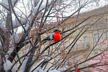Wooden bullfinch toy sitting on branch in city