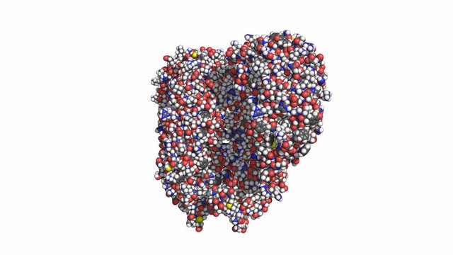 Toll-like receptor (TLR4), ligands not shown. Rotating space-filling model, convetional atom color-coding, seamless loop