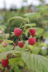 Rubus idaeus Rubaca 2