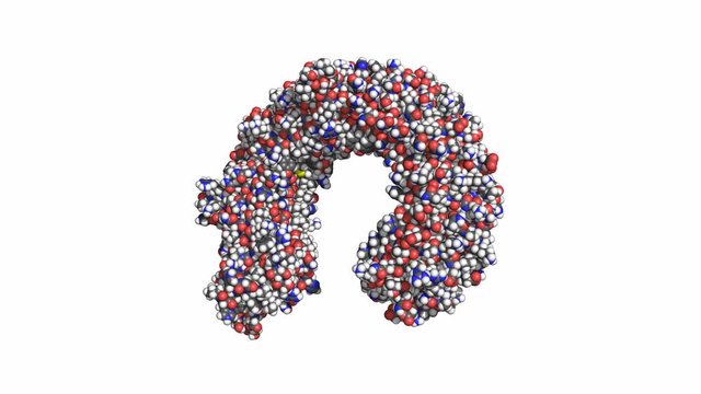 Toll-like receptor 3 (TLR3) ectodomain. Rotating space-filling model, conventional atom colors, seamless loop