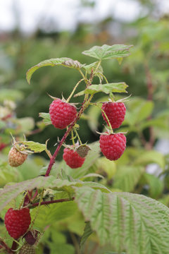 Rubus idaeus Rubaca 2