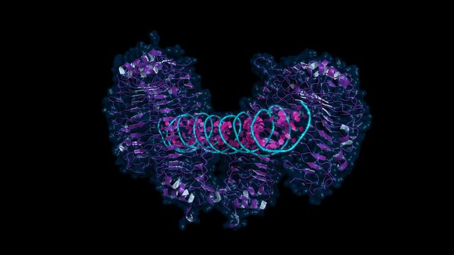Toll-like receptor 3 (TLR3) ectodomain bound to double-stranded RNA. Rotating cartoon model with semi-transparent surface, seamless loop.