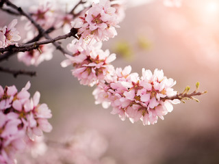 fresh almond flowers