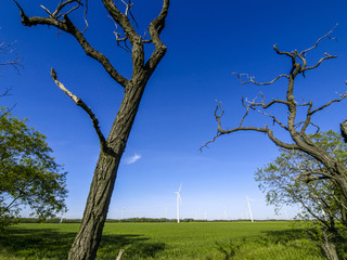 Windpark Parndorf, Austria, tree without leaves, Burgenland, Nor