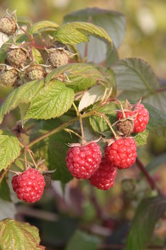 Rubus idaeus Glen Ample 