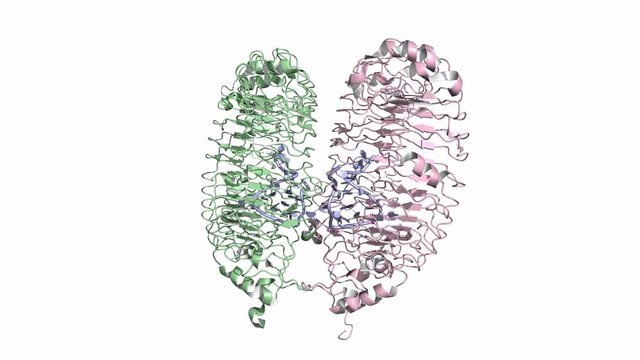 Toll-like receptor 13 (TLR13) in complex with bacterial single-stranded RNA, rotating cartoon model, seamless loop