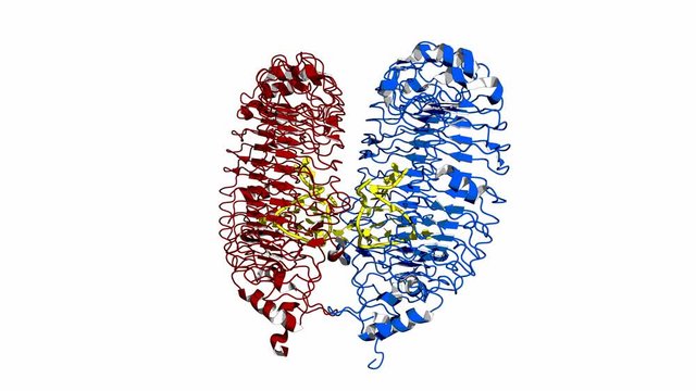 Toll-like receptor 13 (TLR13) in complex with bacterial single-stranded RNA, rotating cartoon model, seamless loop
