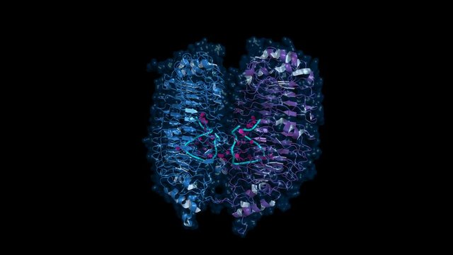 Toll-like receptor 13 (TLR13) in complex with bacterial single-stranded RNA, rotating cartoon model with semi-transparent surface, seamless loop