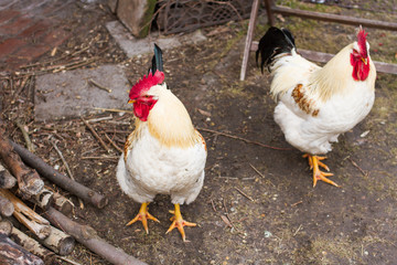 white cocks with red comb