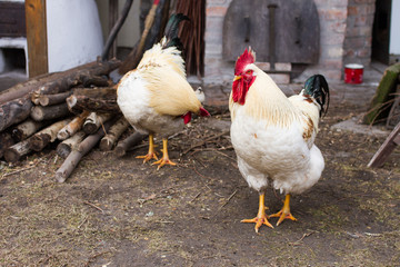 white cocks with red comb