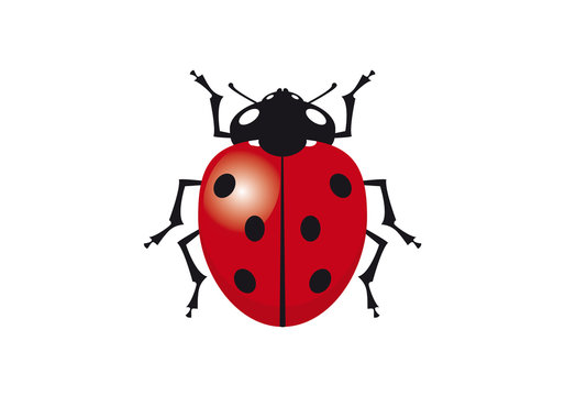 Ladybug vector clip art. Vector illustration of ladybug. Ladybird on a white background