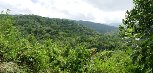 Fototapeta na wymiar Dschungel von Kuba