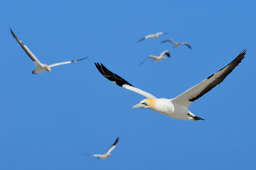 Cape gannets in flight