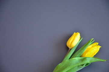 żółte tulipany na czarnym tle