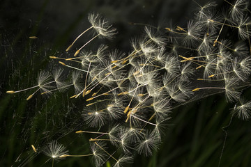 Grain dandelion on web