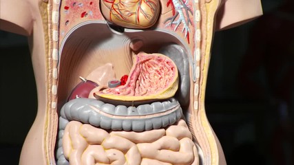 Model of human internal organs