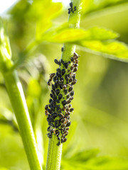 Ants, plant louses