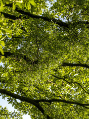 Fototapeta premium Oak tree, mistletoe