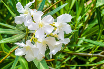 Oleander Weiß