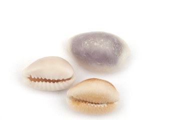 Cowry shells