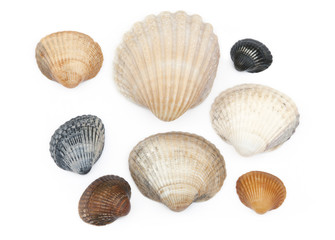 saltwater clams