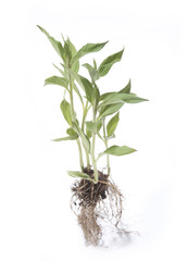 Fototapeta premium Jerusalem artichoke plant
