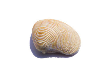 saltwater clams