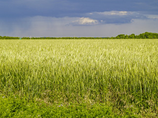 Cereals, corn, field, clouded sky