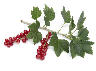 red currant